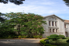 Cassia indochinensis